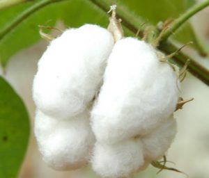 algodão