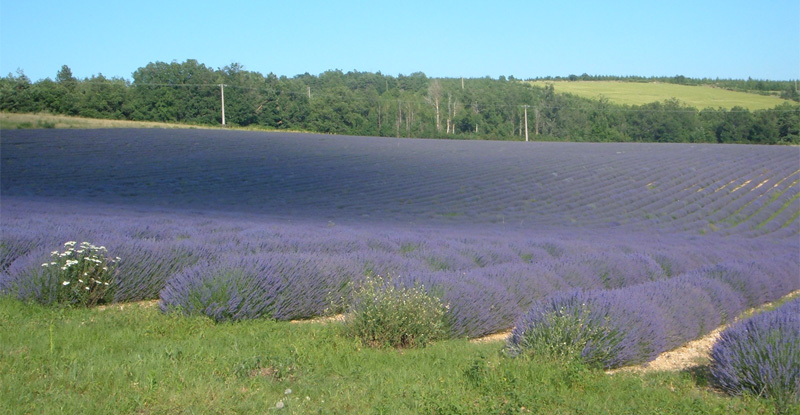 Lavanda